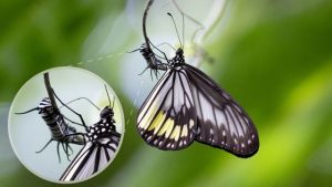 Kleptotoxicity: Understanding Its Meaning, Causes, and Impact