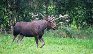 Viltnemnda: The Vital Role It Plays in Environmental Protection