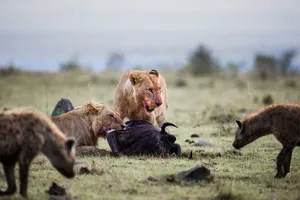 Kleptotoxicity: Understanding Its Meaning, Causes, and Impact